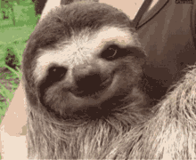 Image of Sloth 